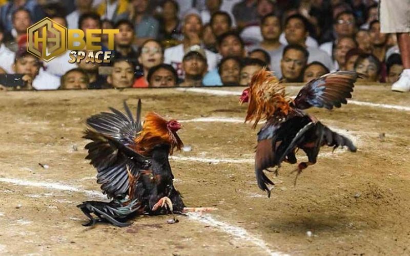 Đá gà trực tiếp Thomo: Lịch thi đấu và địa điểm xem uy tín 4 đá gà trực tiếp thomo