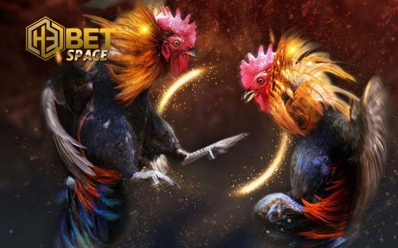 Kinh nghiệm chăm sóc gà đá: Dinh dưỡng, luyện tập cho chiến kê 3 kinh nghiệm chăm sóc gà đá